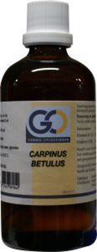 afbeelding van Carpinus betulus