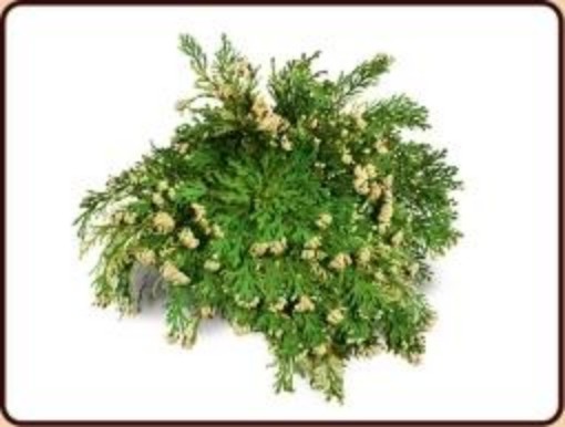 afbeelding van Roos van Jericho